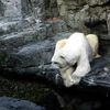 Central Park Zoo Might Not Get New Polar Bears